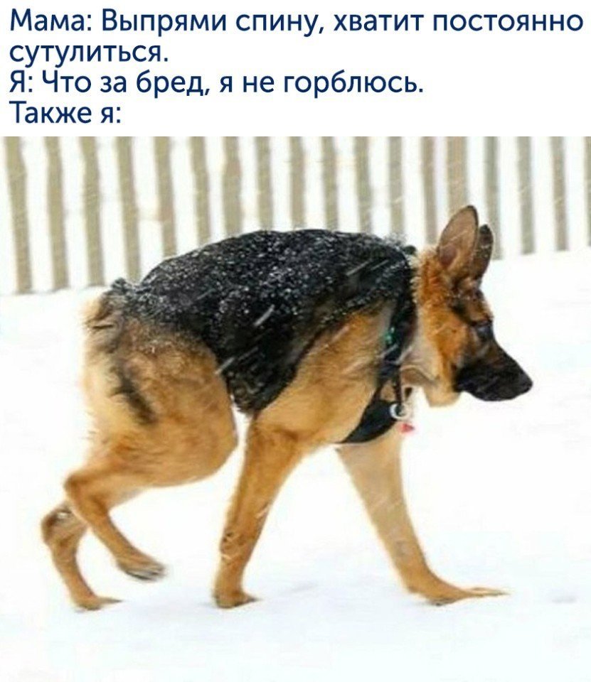 Немецкая овчарка по месяцам