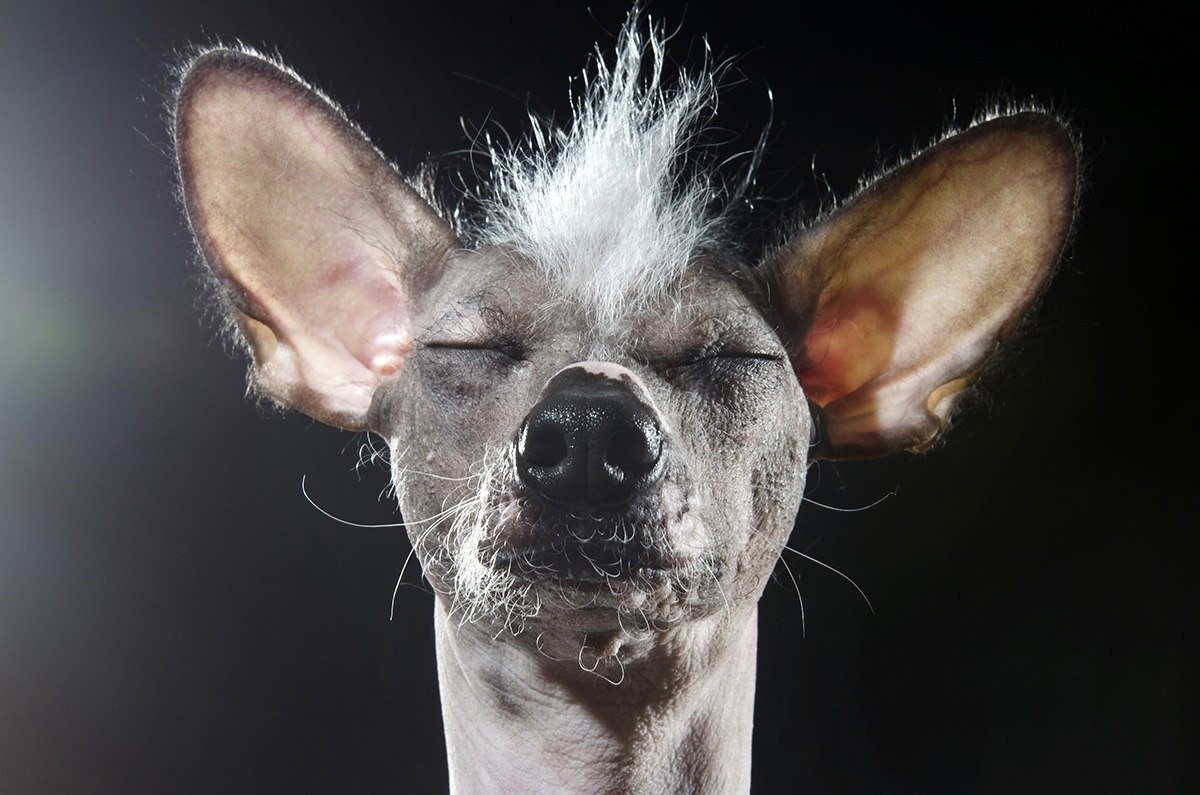 Лысая хохлатая