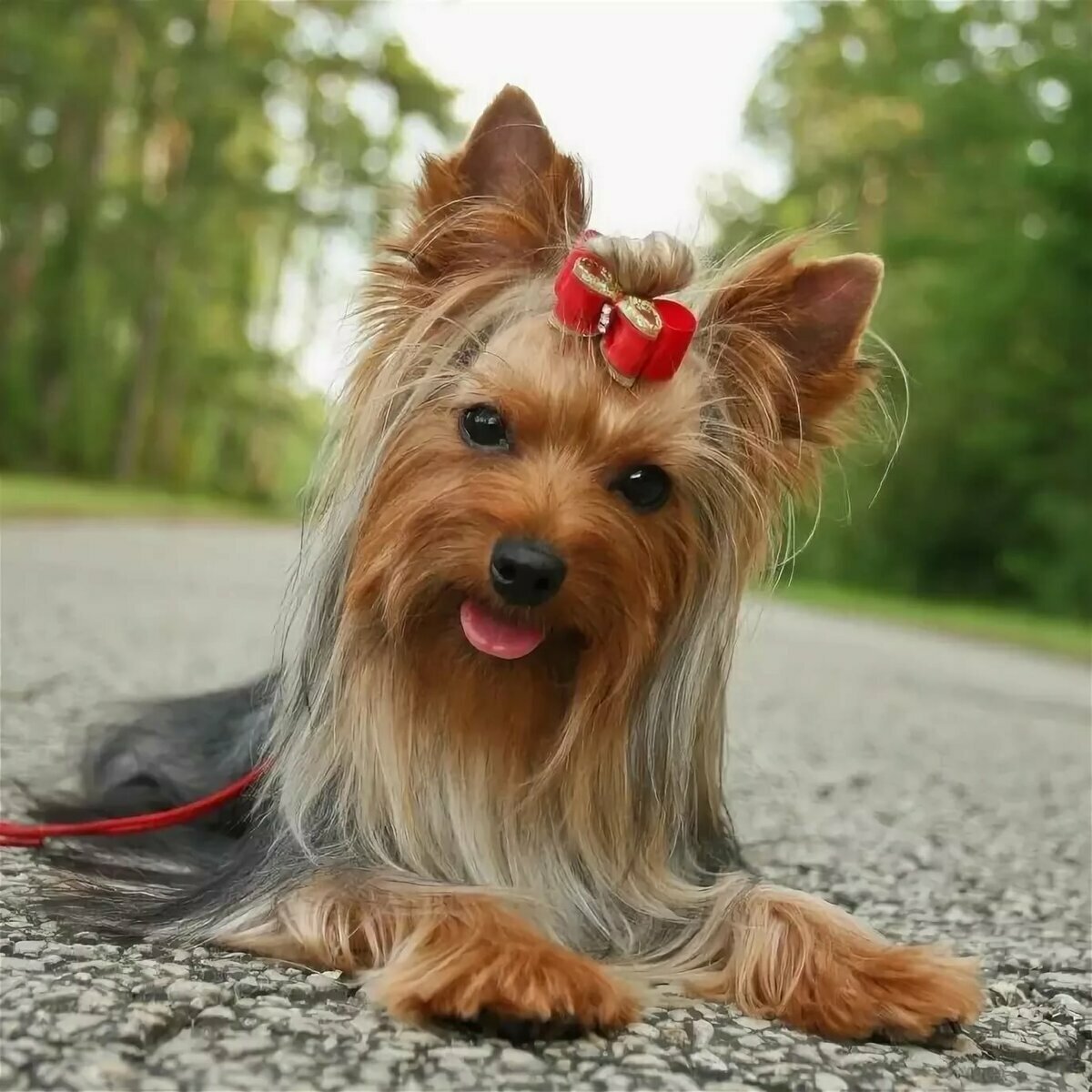 Йоркширский терьер Боня
