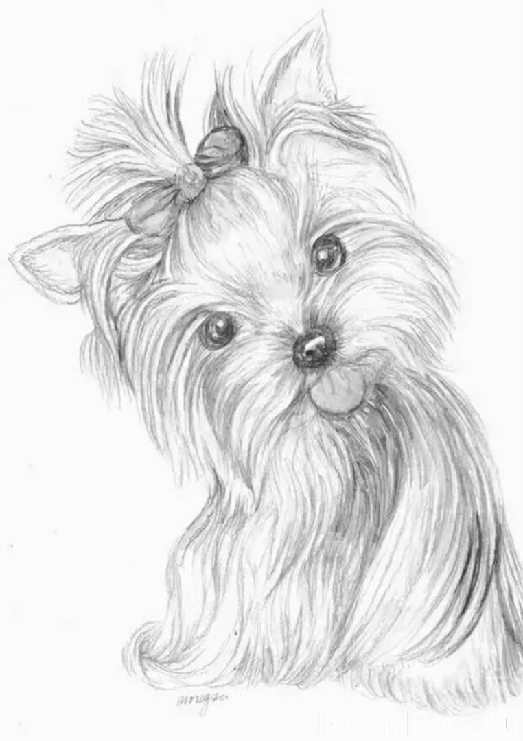 Скетчинг Йоркширский терьер