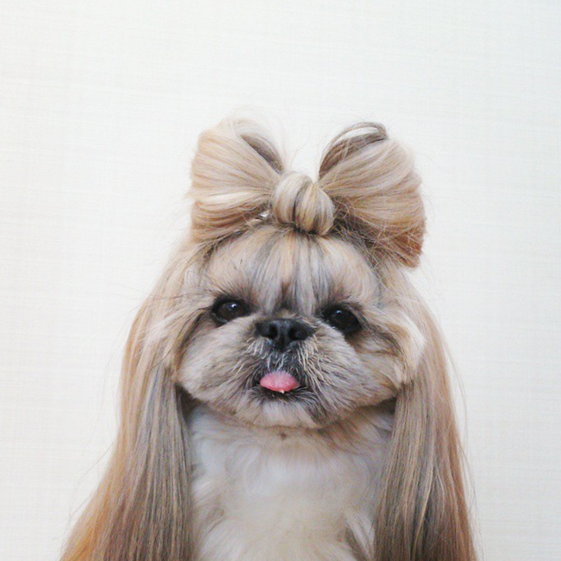 Йоркширский терьер ши тцу