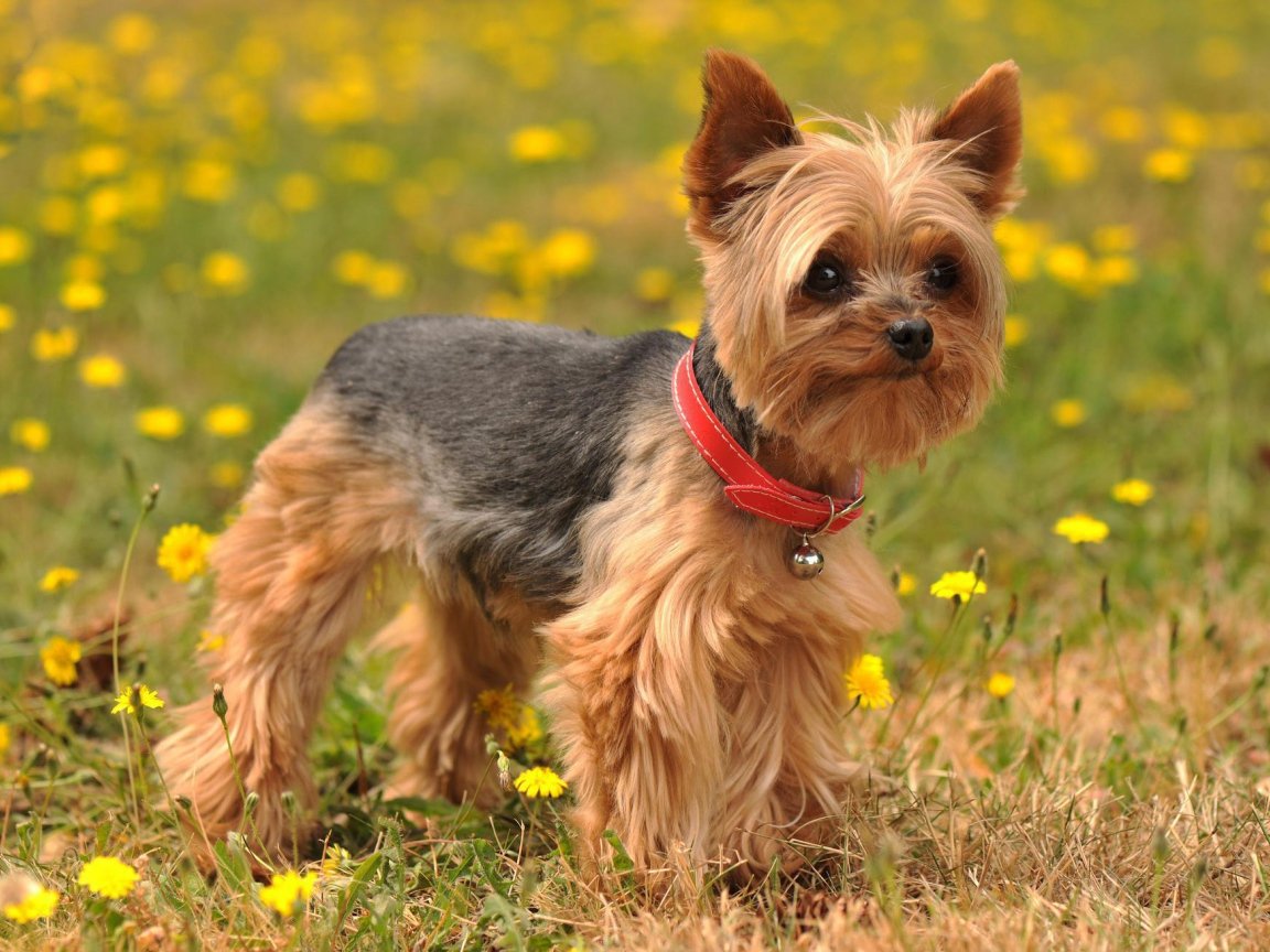 Дойч терьер