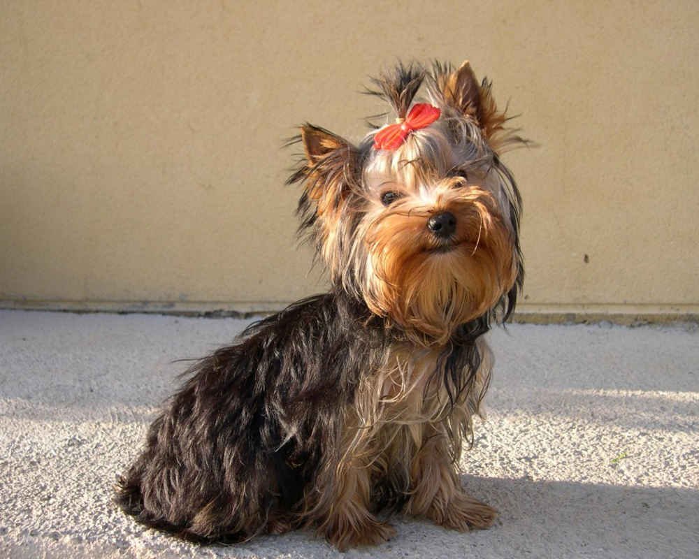 Чистопородный Йоркширский терьер