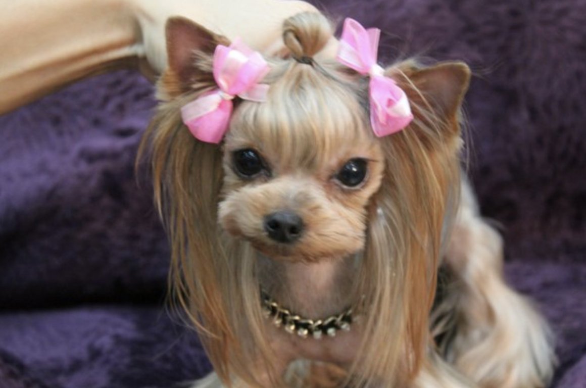 Собачка с бантиком