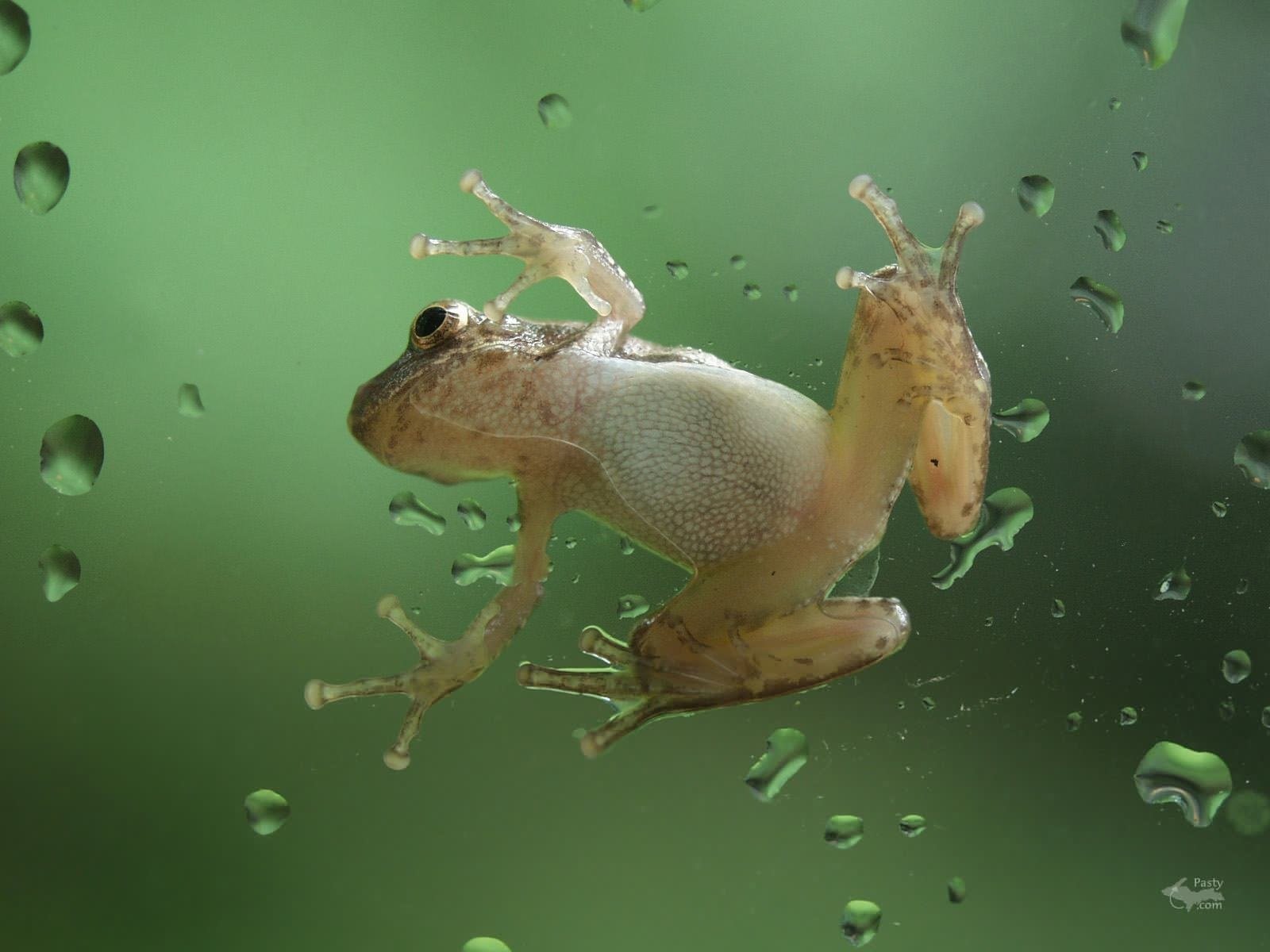 Задняя лягушка. Стеклянная лягушка Флайшмана. Лягушка в прыжке. Лягушка сверху. Лягушка на стекле.