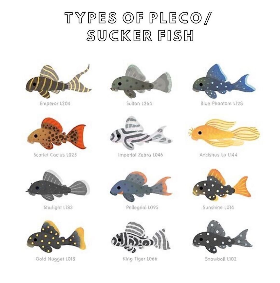 Аквариумные рыбки плакат