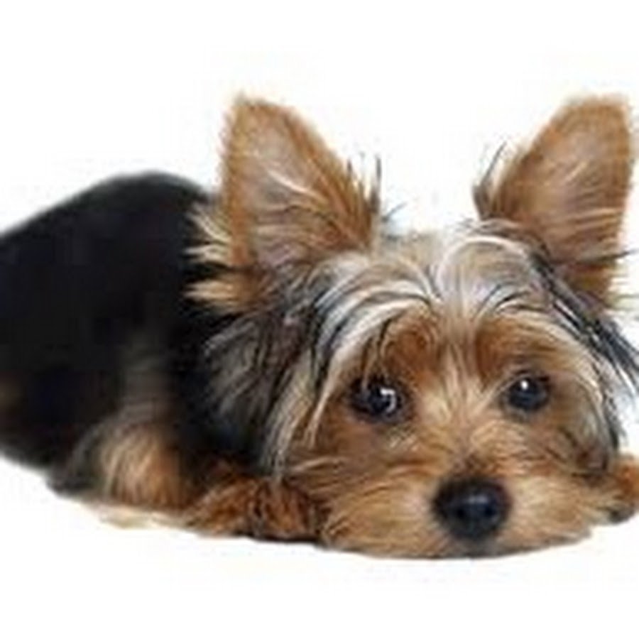 Клайдсдейл терьер