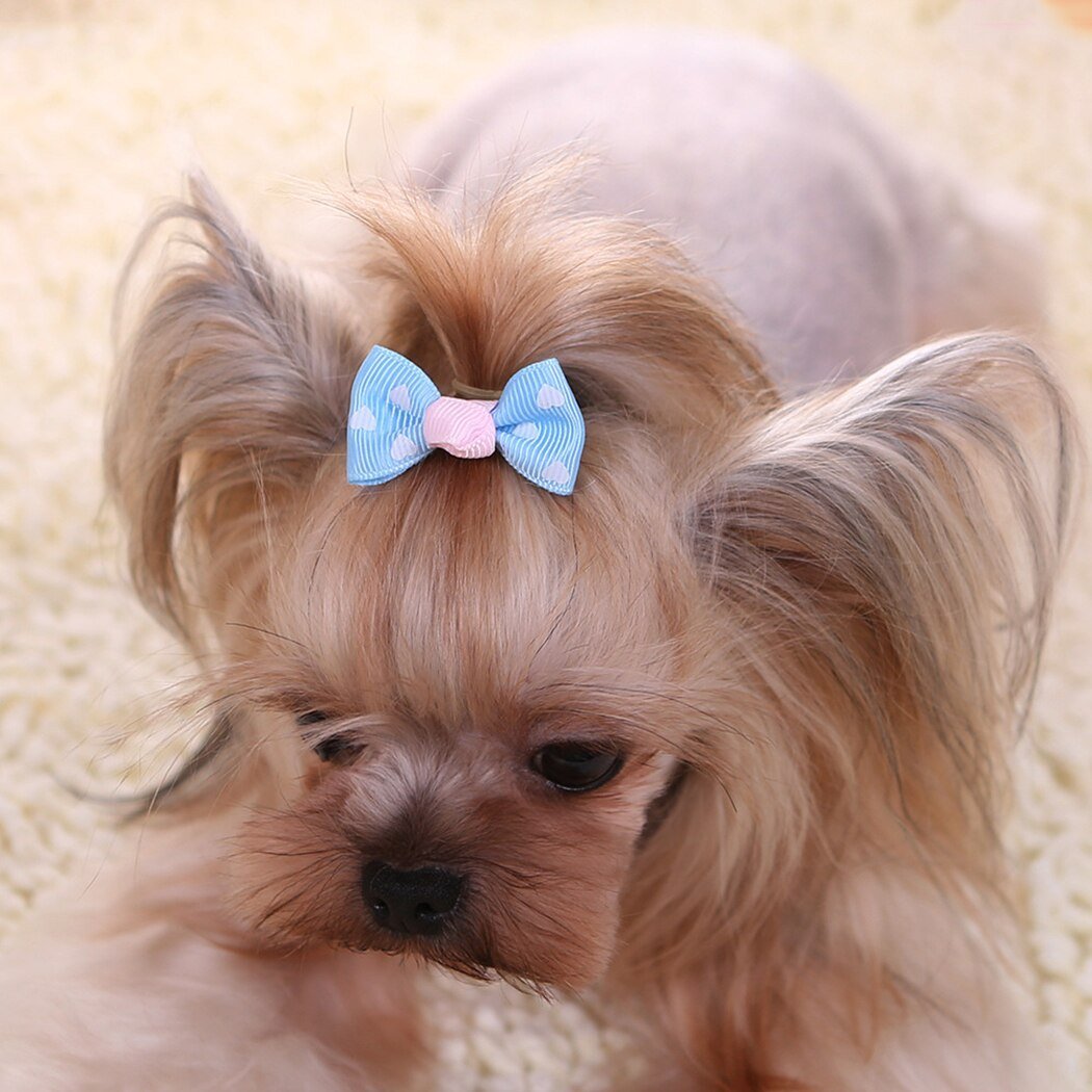 Маленькая собачка с бантиком