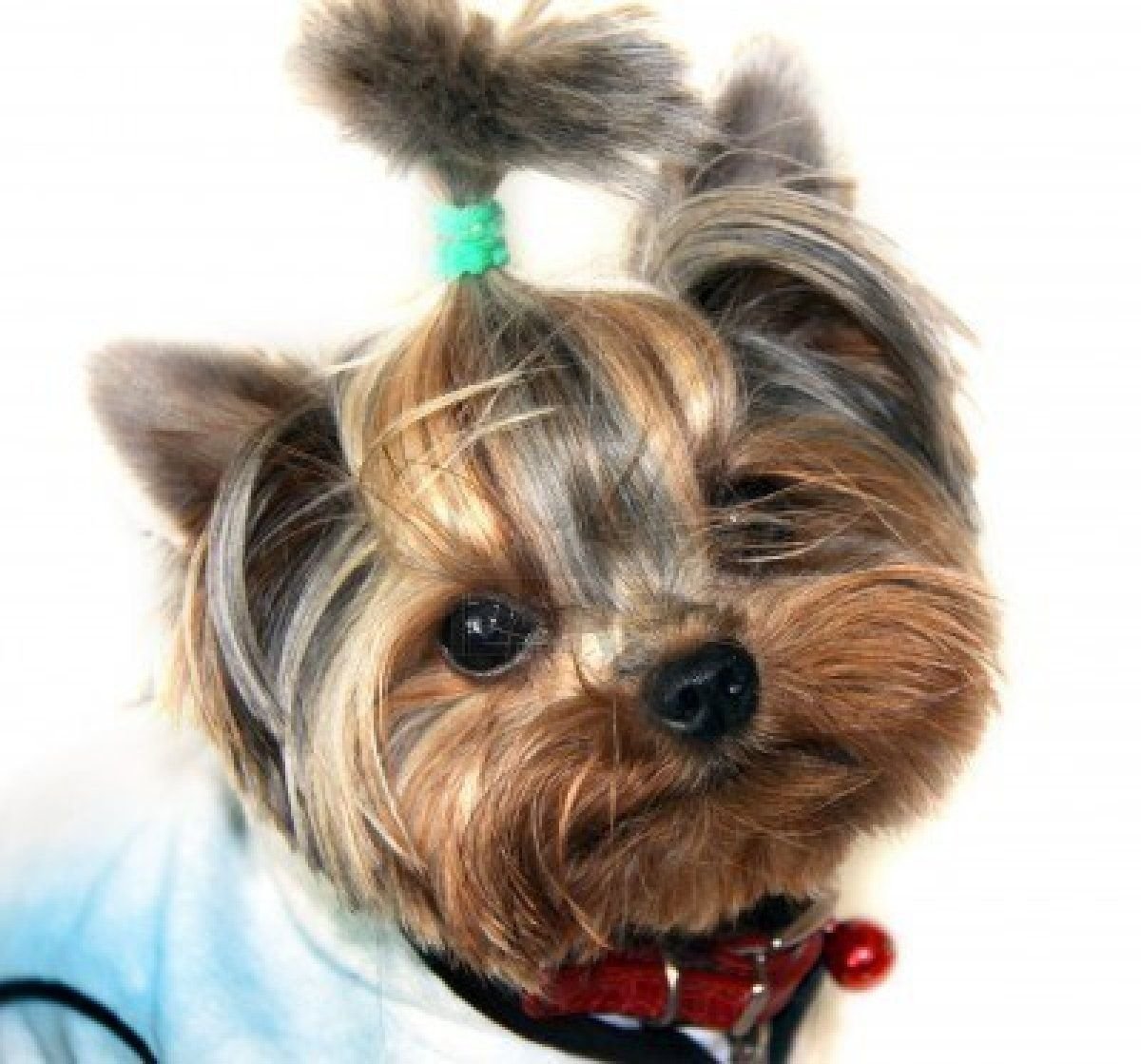 Йоркширский терьер короткошерстный