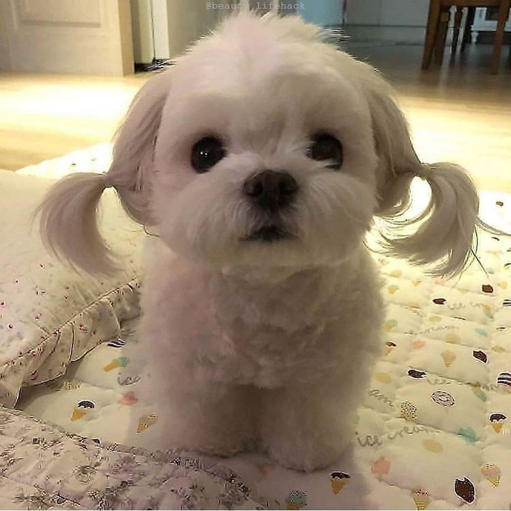 Пёсик с хвостом на лбу