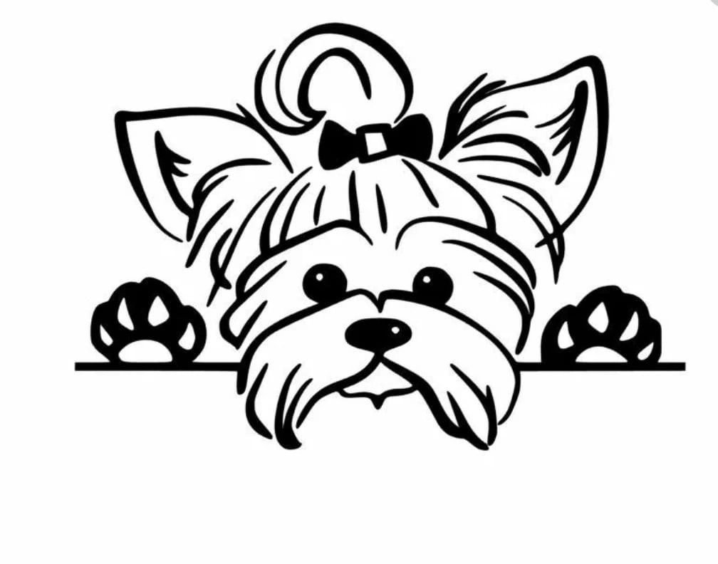 Йоркширский терьер Сильвия