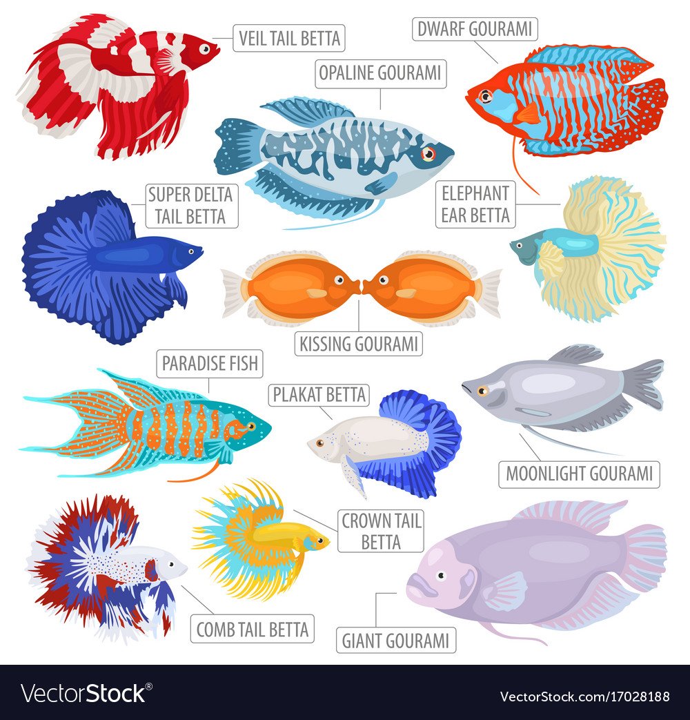 Аквариумные рыбки Пресноводные инфографика