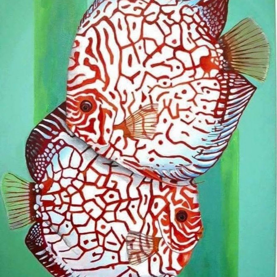 Сиамские бойцовые рыбки Петушки