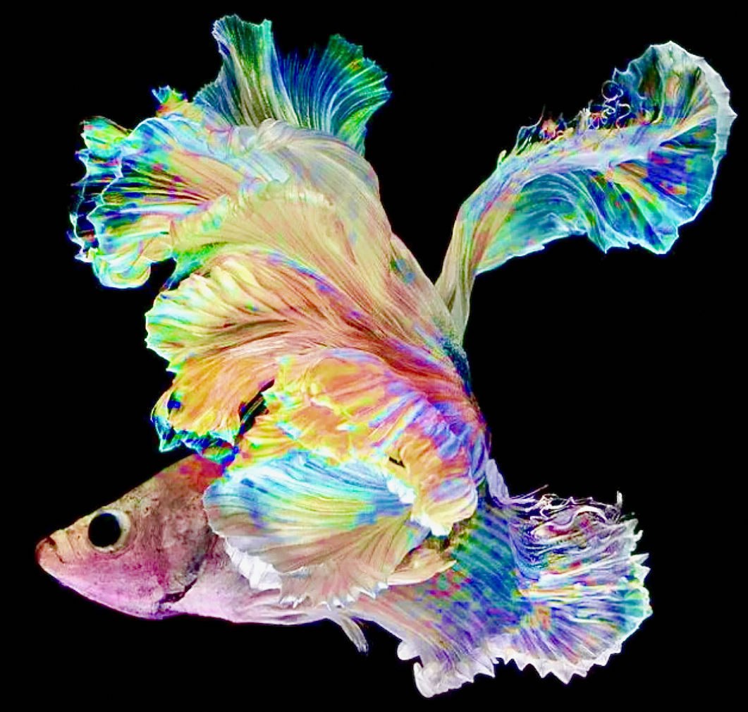 Логотип в виде рыбы