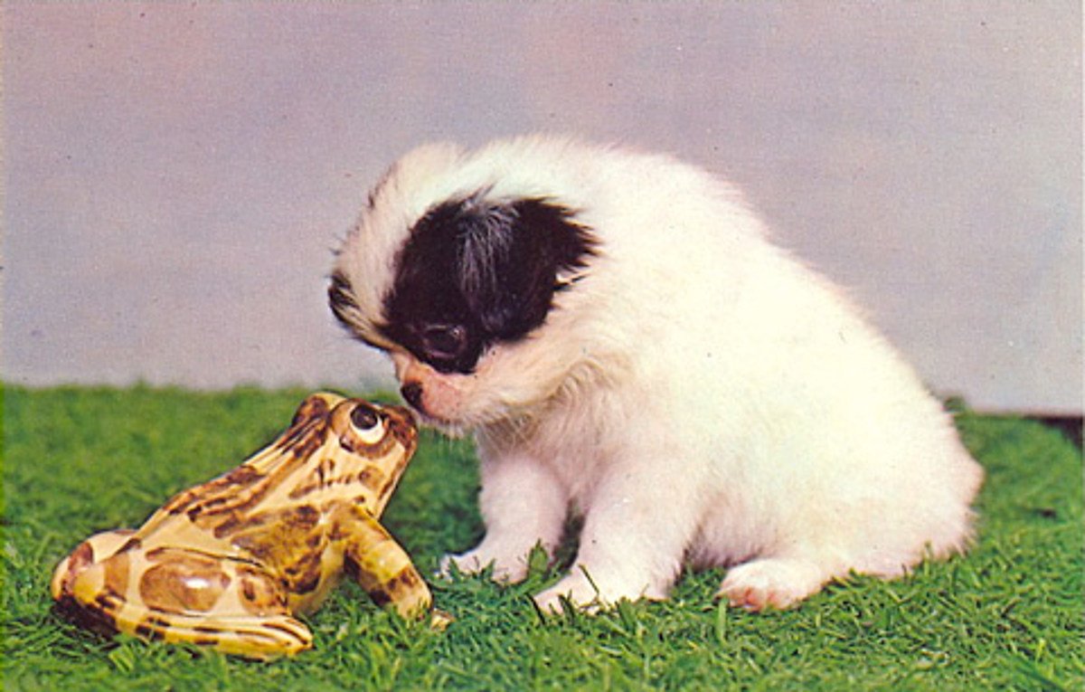 Лягушка голубая квакша