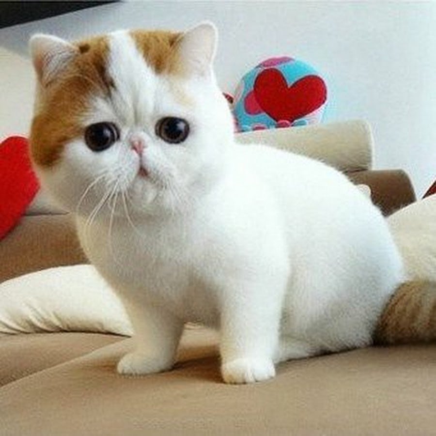 Экзотическая кошка Манчкин