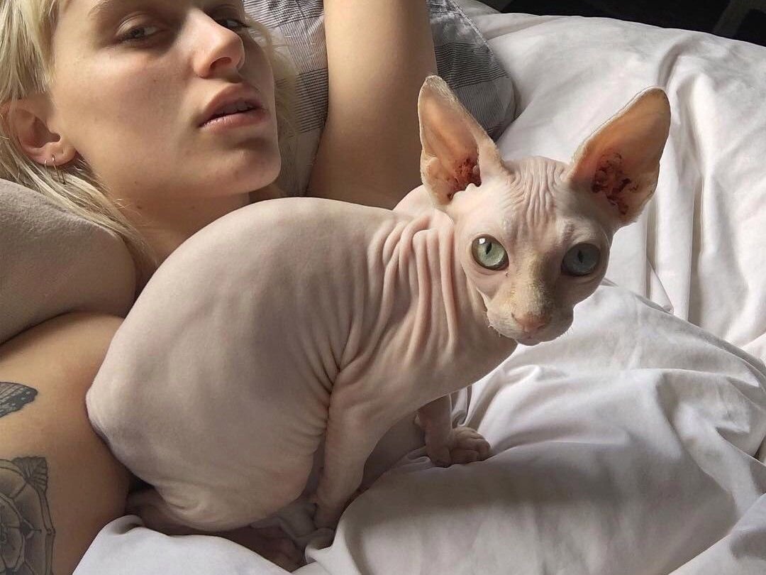 Канадский сфинкс