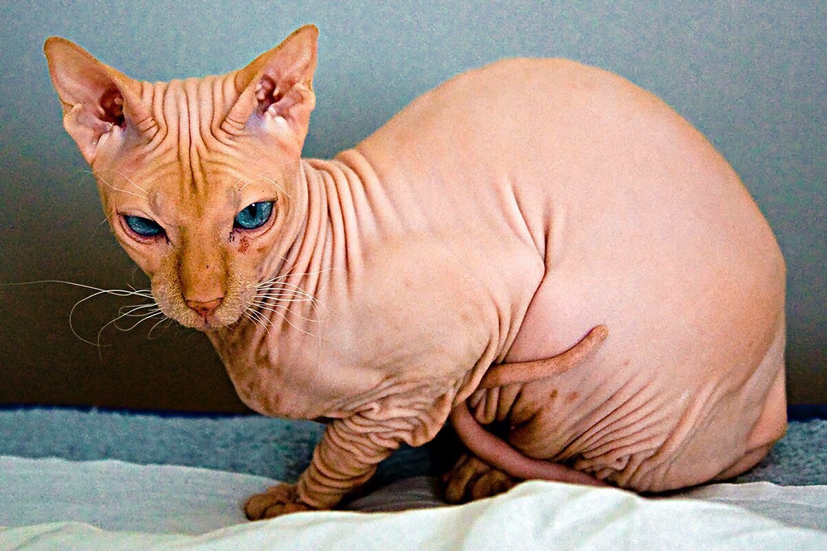 Породы сфинксов усатые