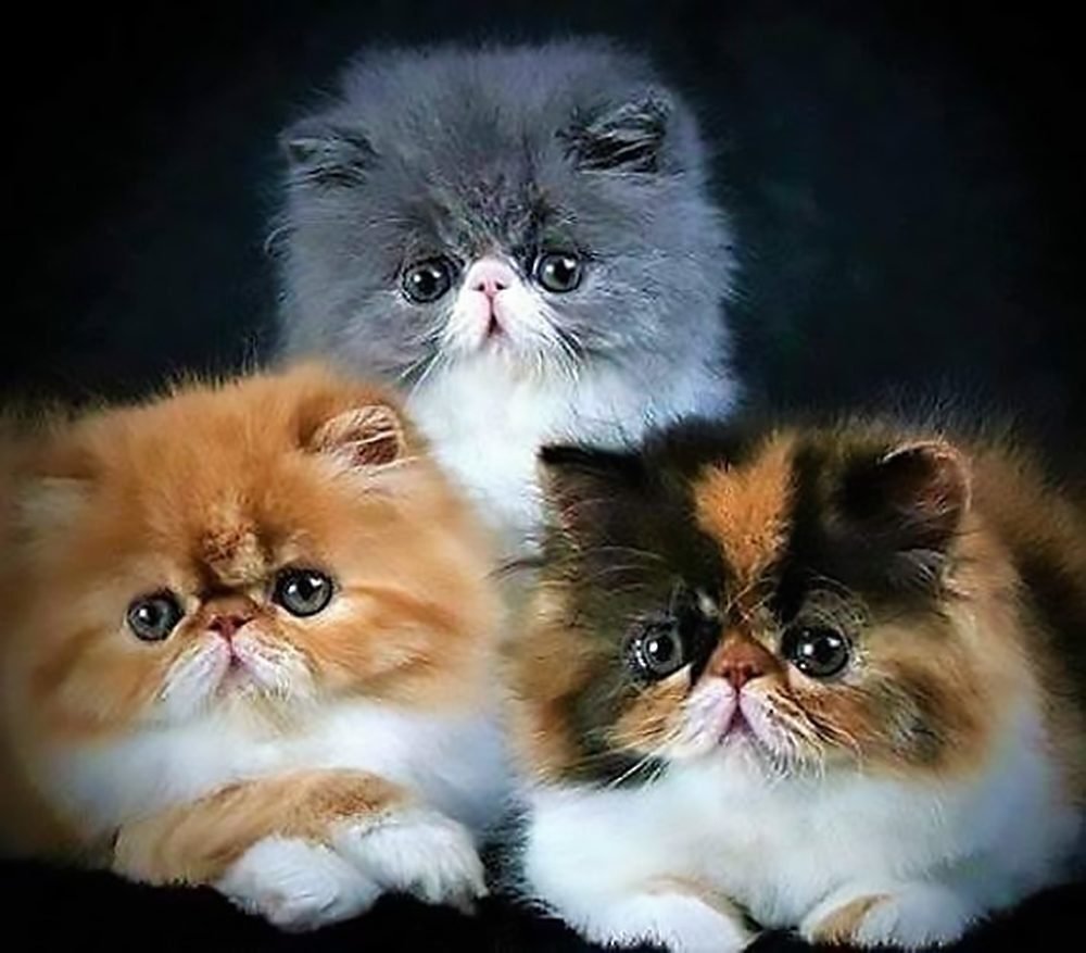 Персидская кошка котята