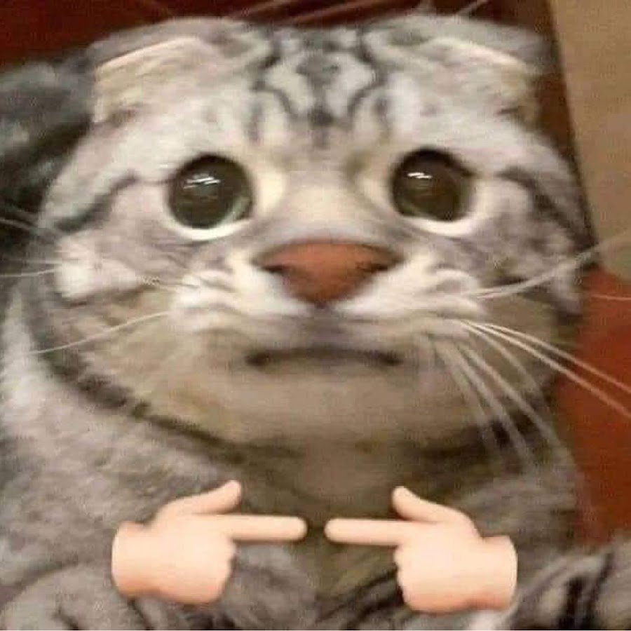 Кот сфинкс с татуировками