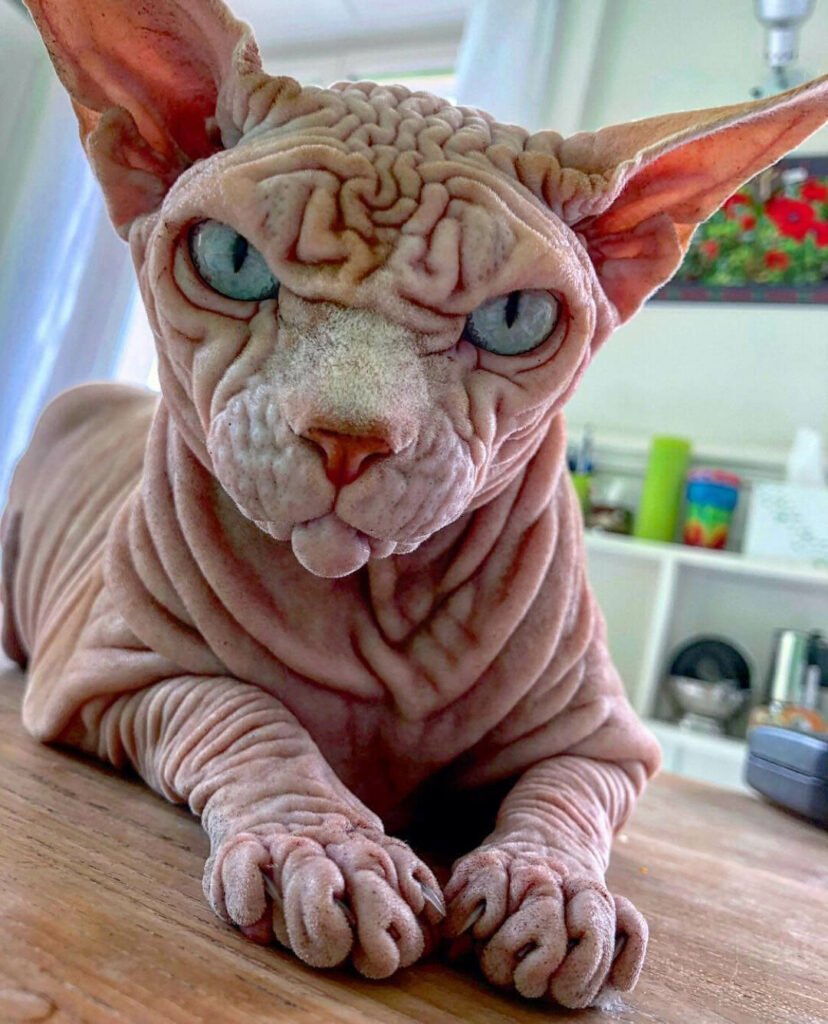 Канадский сфинкс рыжий