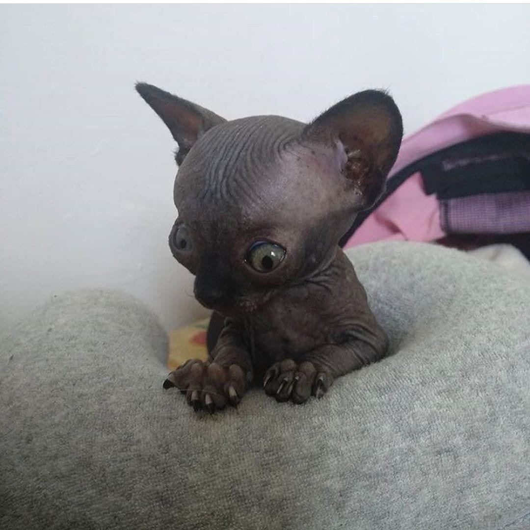 Мини сфинкс