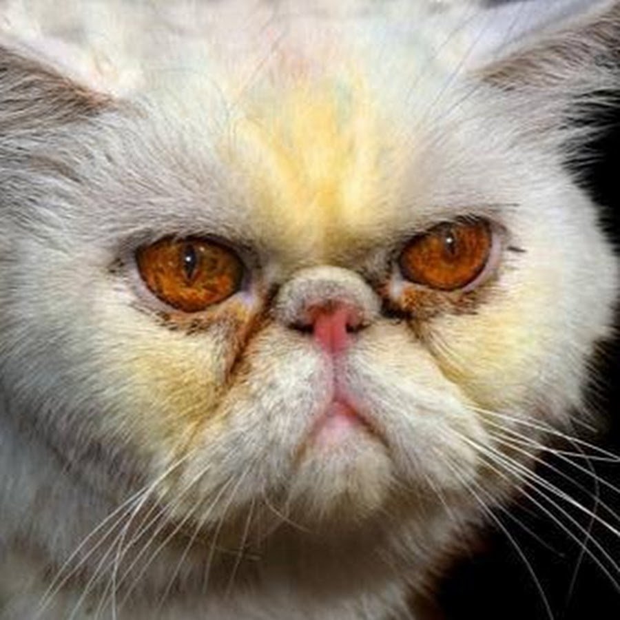 Кот со злой мордой