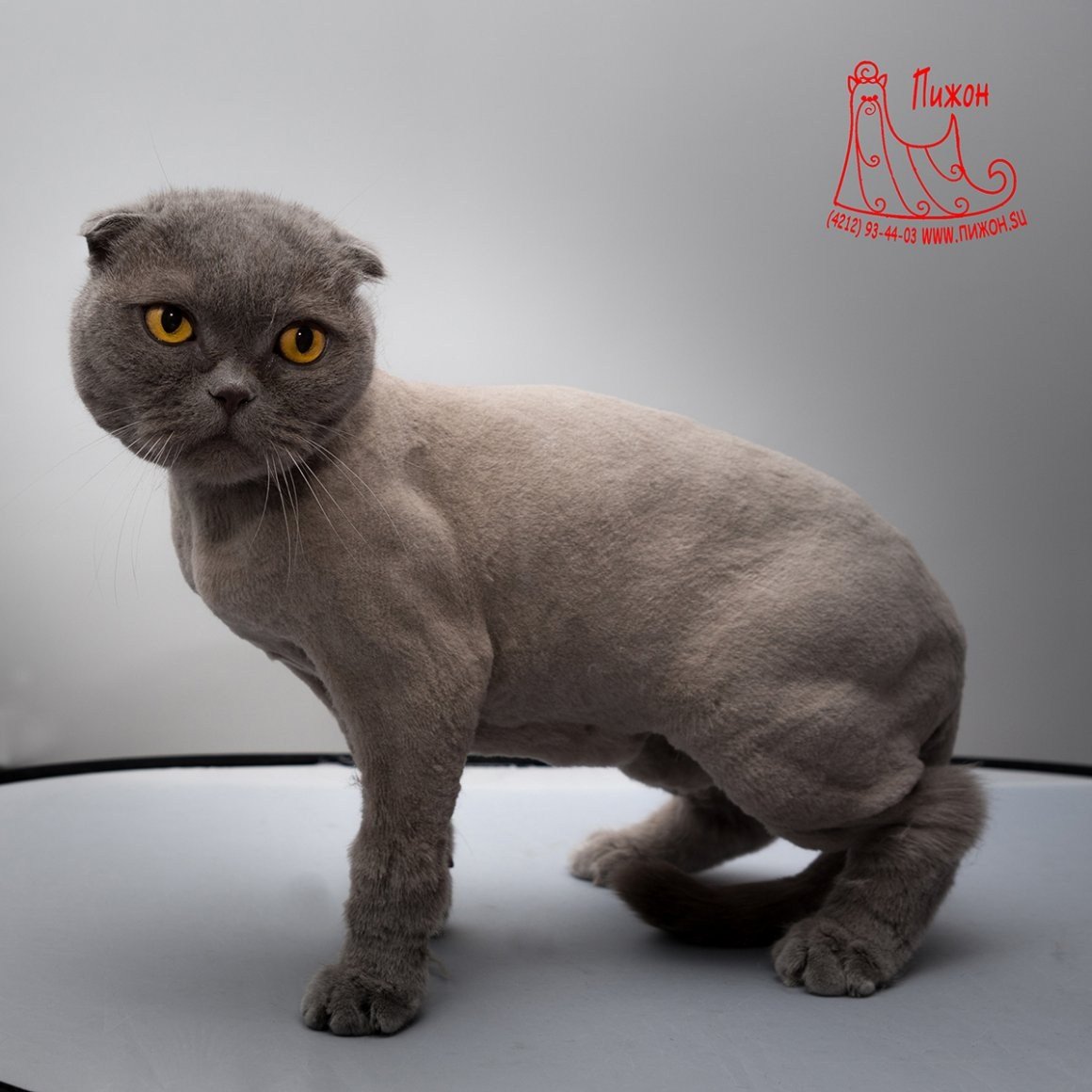 Стрижка кота скоттиш фолд