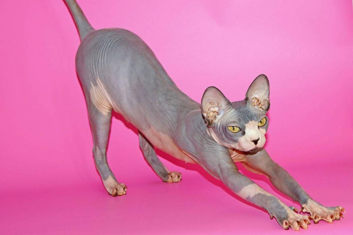 Канадский сфинкс