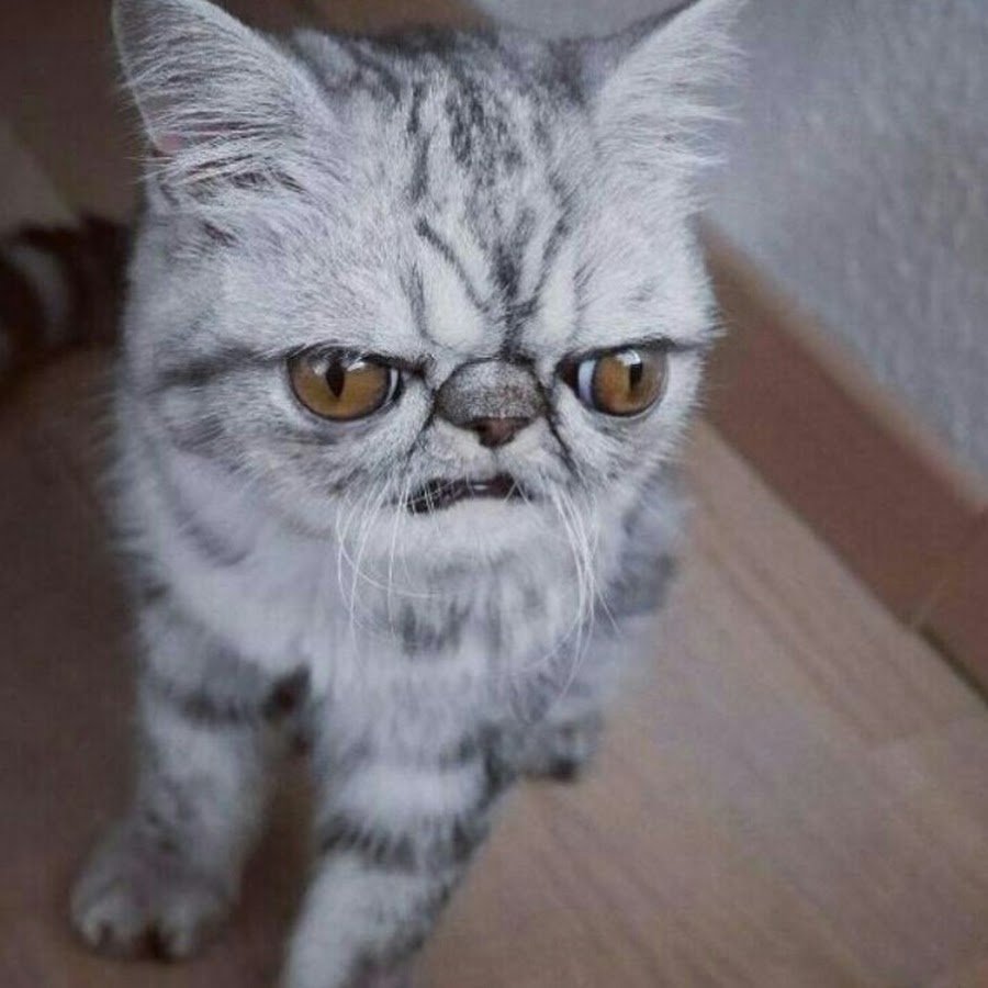 Кот экзот гермет