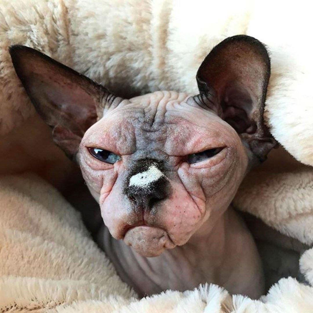 Страшный кот