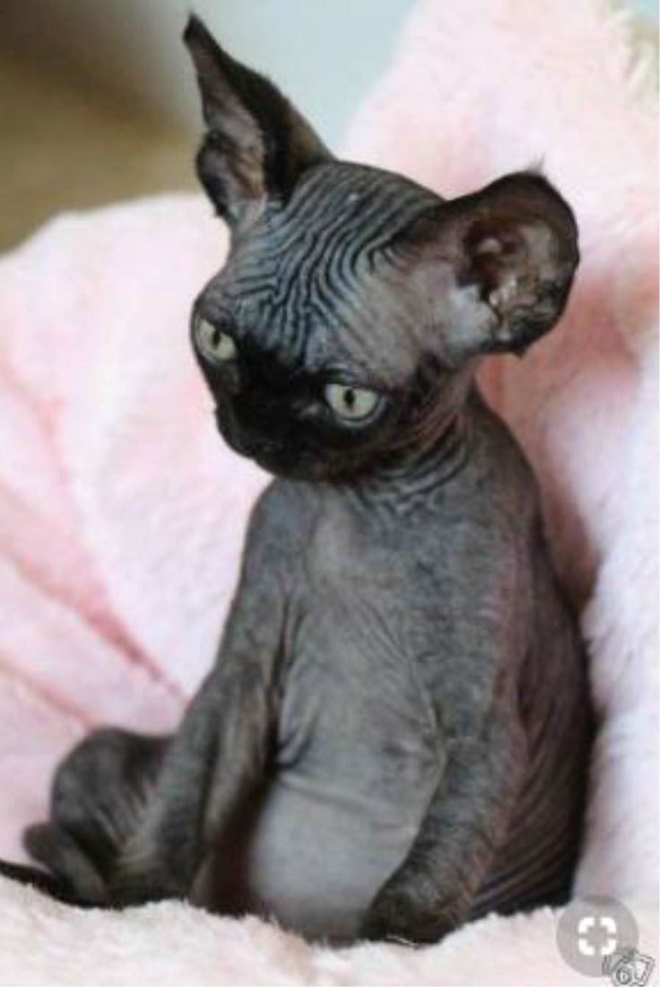 Маленький канадский сфинкс черный