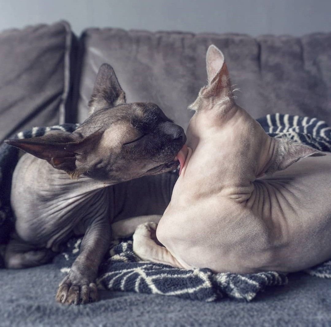 Голая кошка забавный