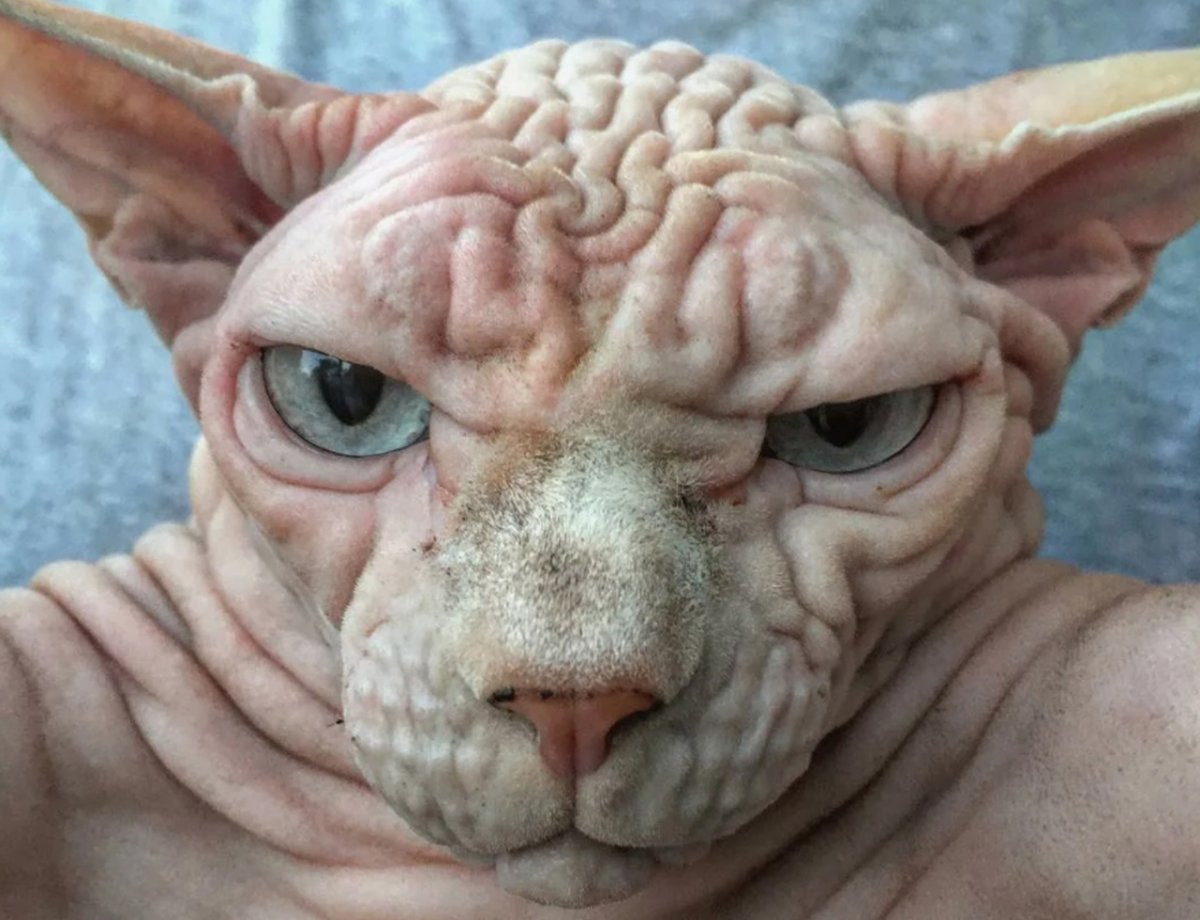 Морщинистый канадский сфинкс