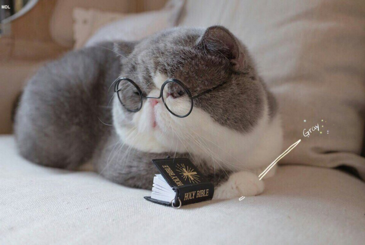 Милые котики ученые