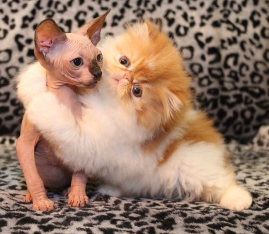 Лысый и пушистый кот