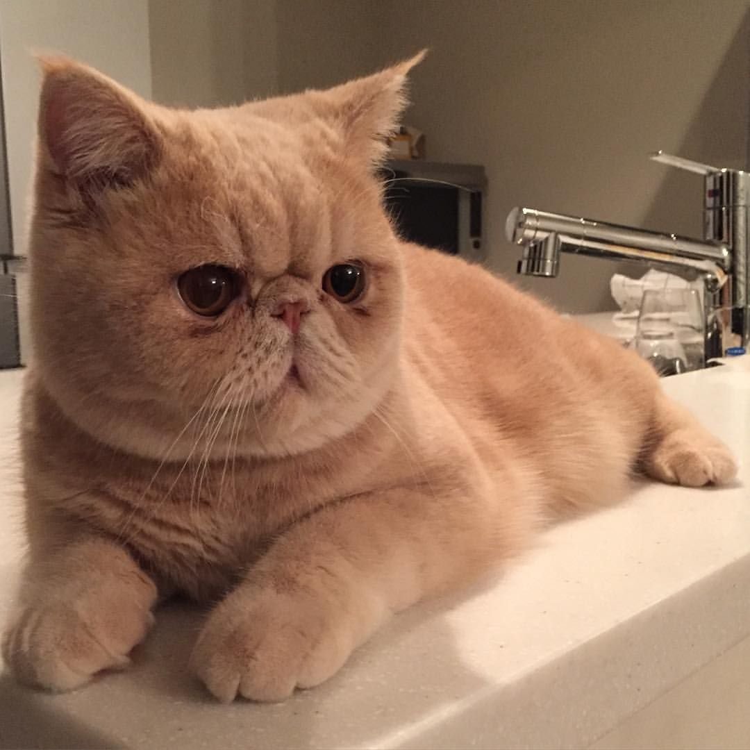 Экзотическая короткошерстная порода Протасов Олег