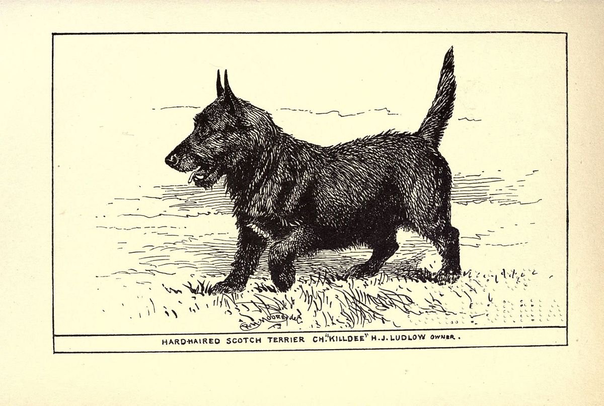 Смешные скотч терьеры