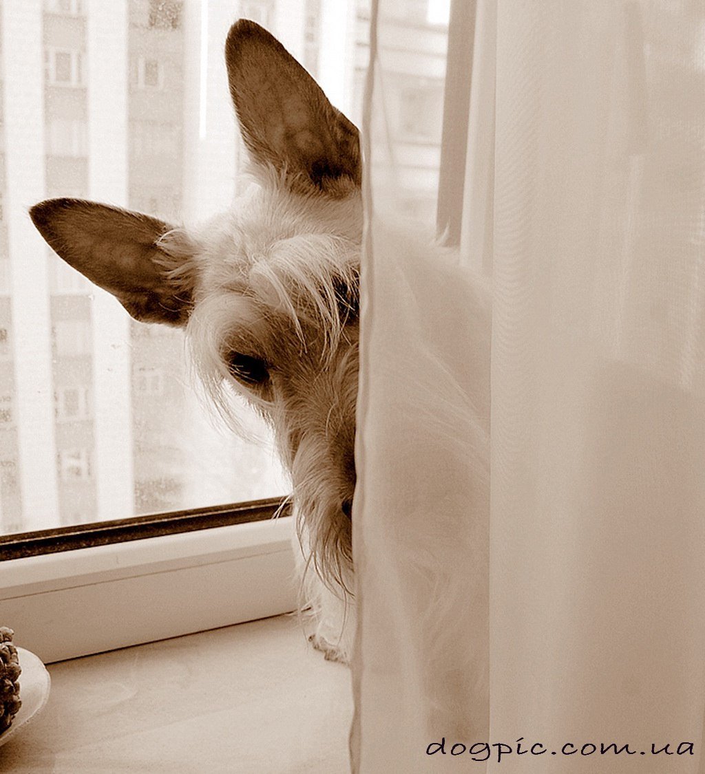 Толпа собак