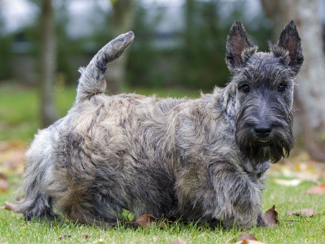 Бельгийский гриффон кальмар