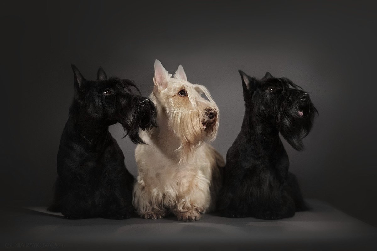 Барьер терьер