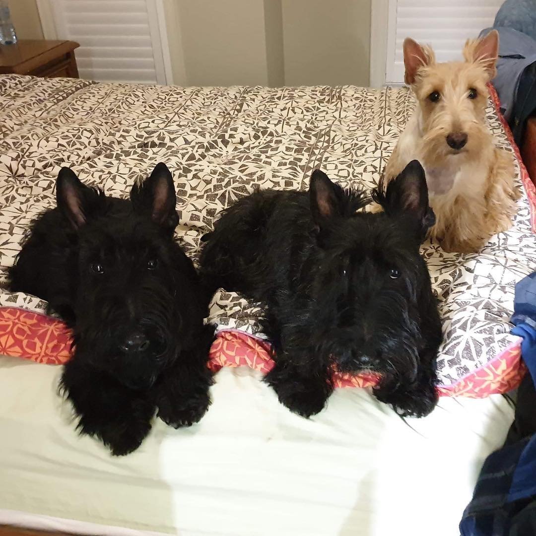 Вест-хайленд-Уайт-терьер черный