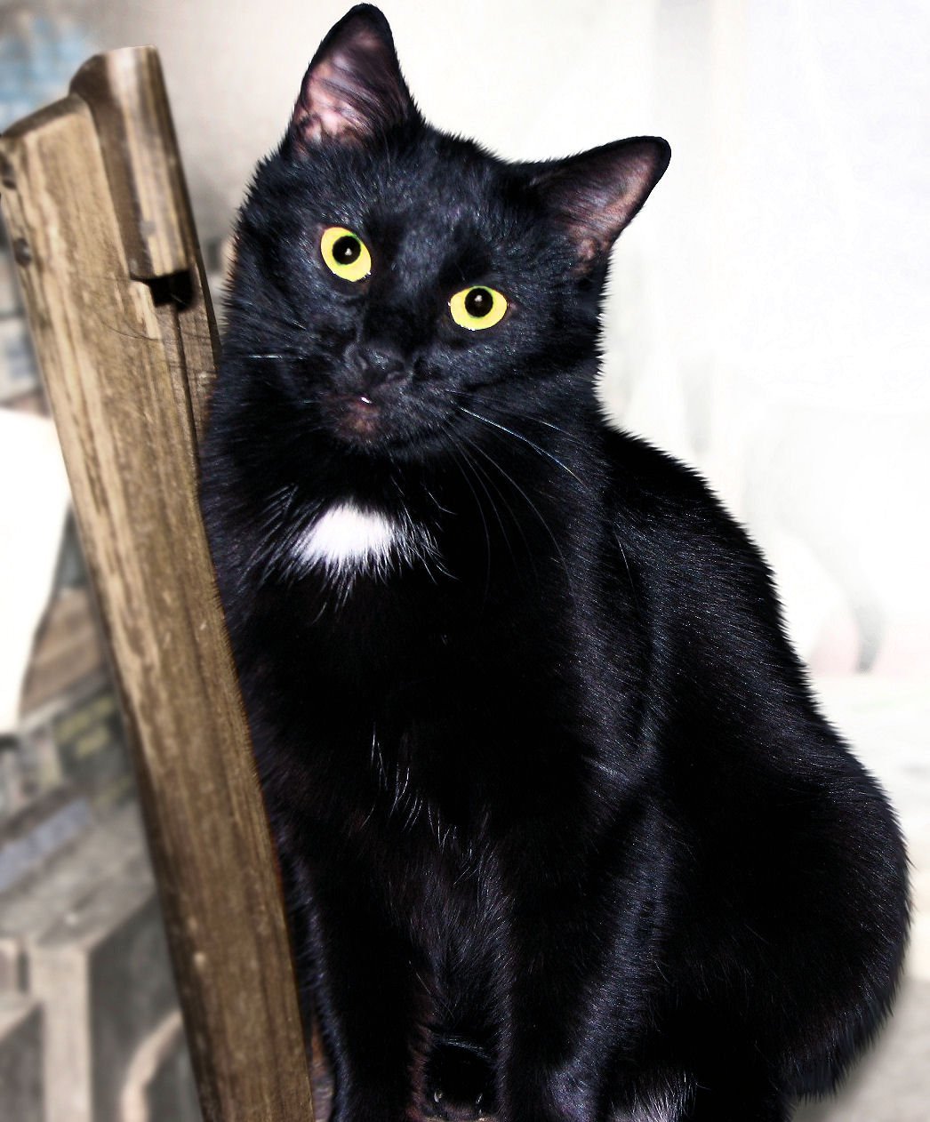 Черная кошка содержание. Бомбейская кошка. Порода кошек Бомбейская кошка. Бомбейская черная кошка. Короткошерстные бомбейские.