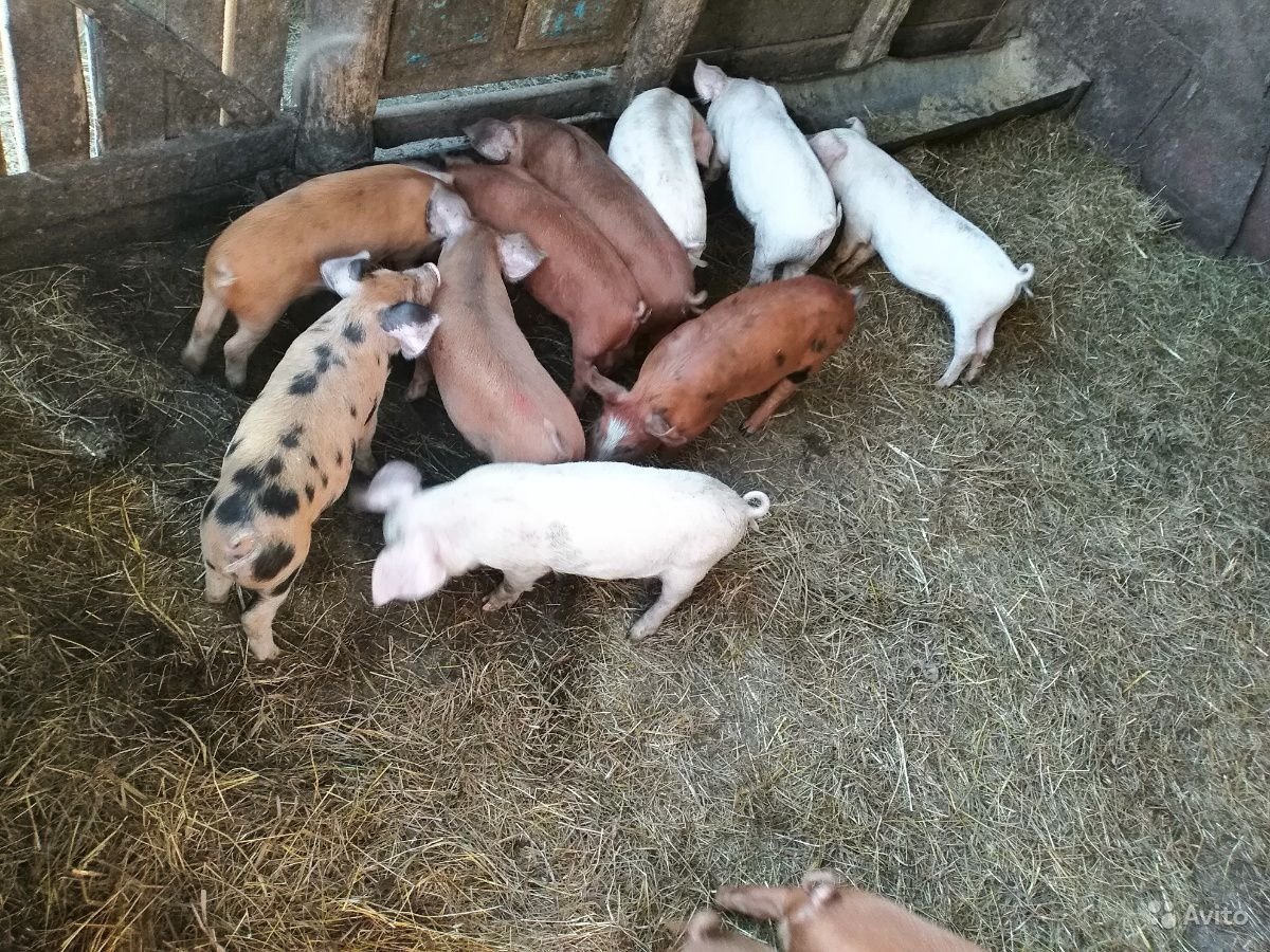 Ландрас дюрок 1,5 мес