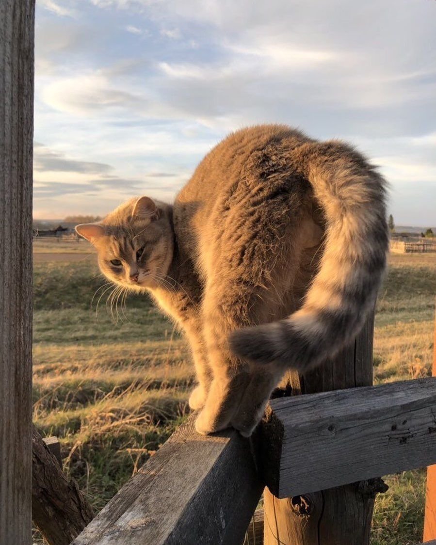 Деревенские коты и кошки