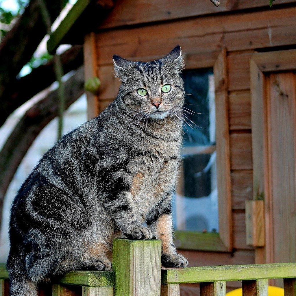 Деревенская порода кошек
