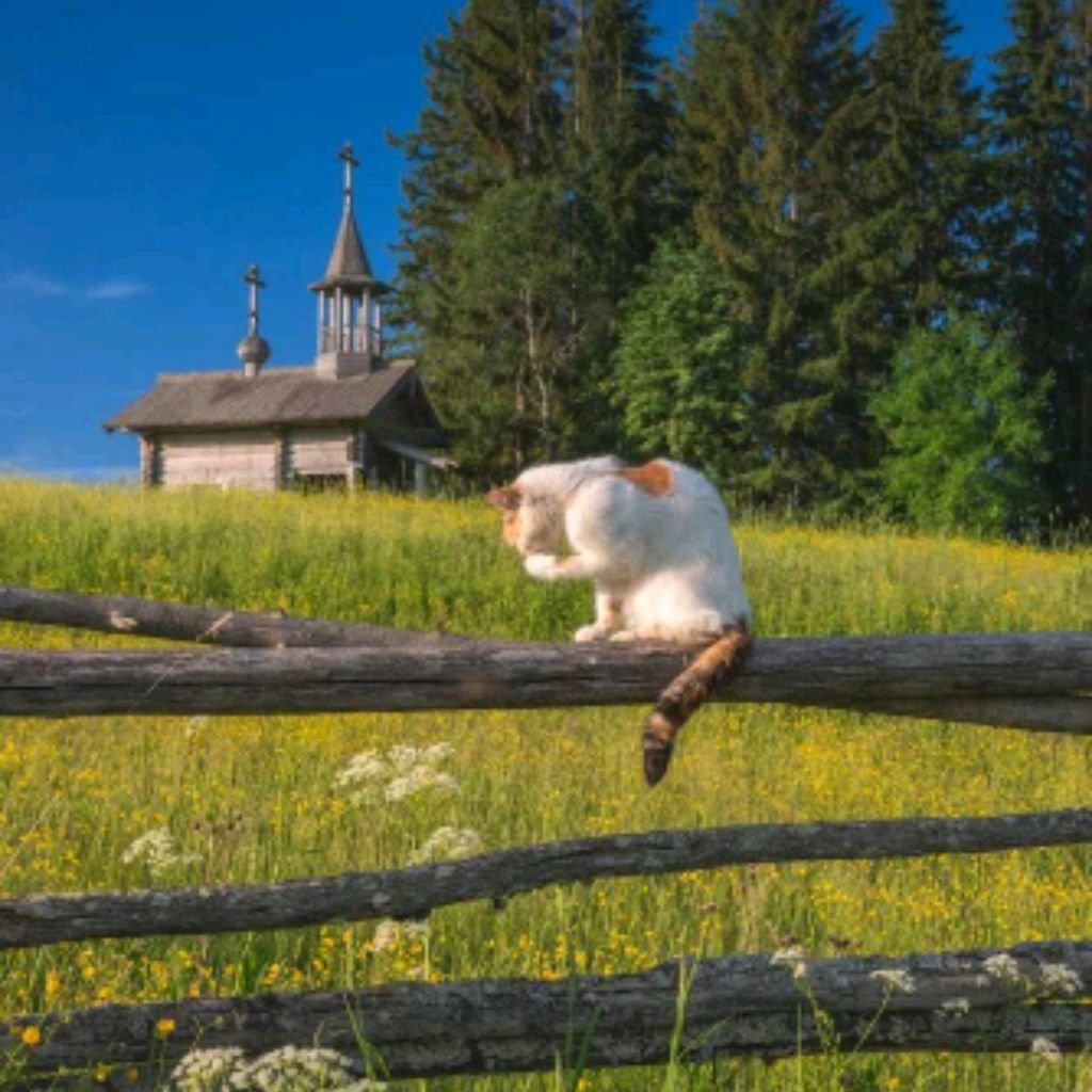 Доброе утро в деревне