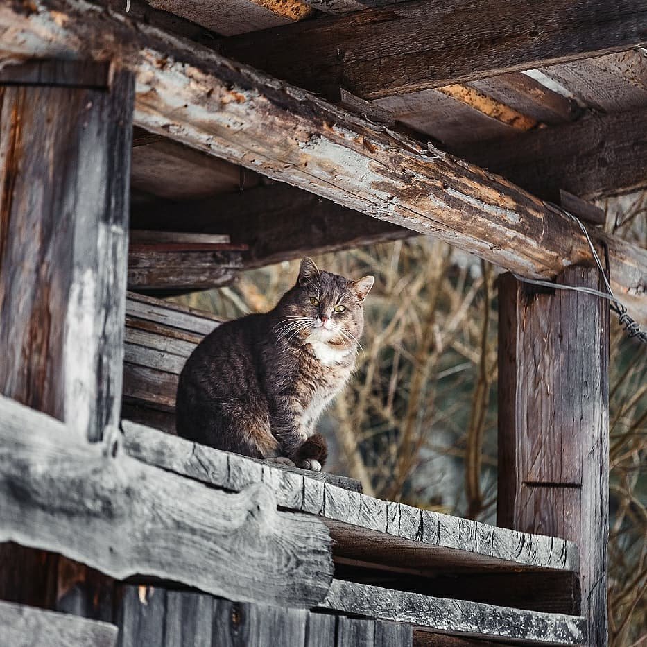 Кот деревенский матерый