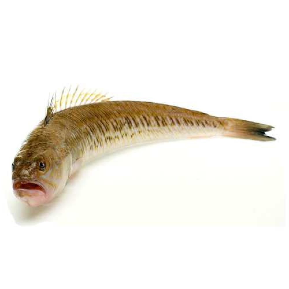 Аранья рыба