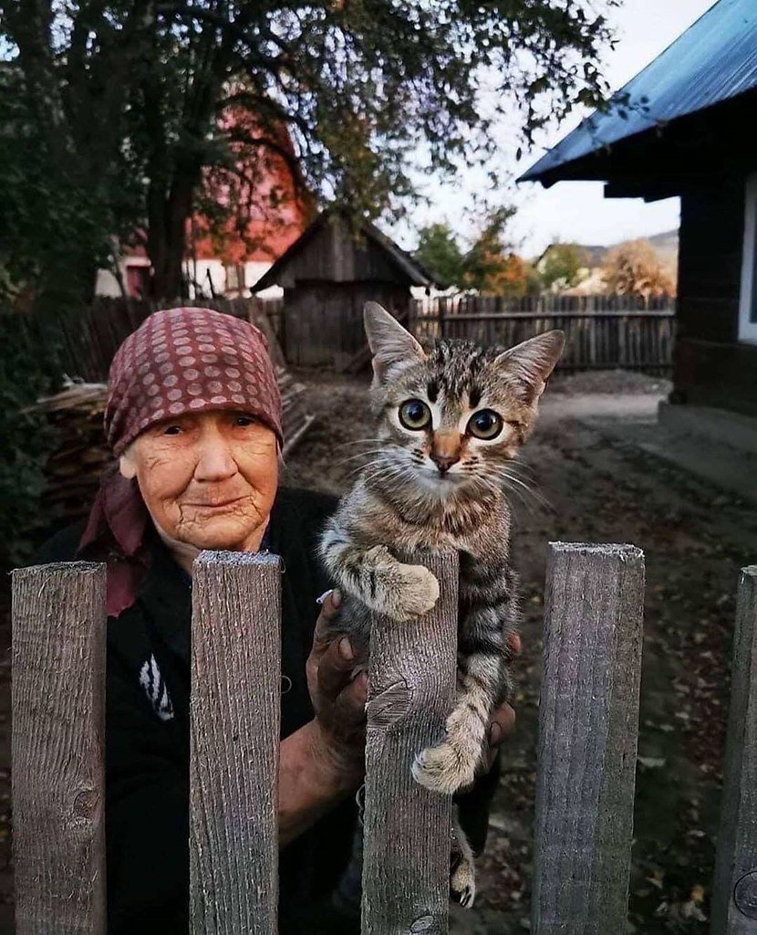 Котики в деревне